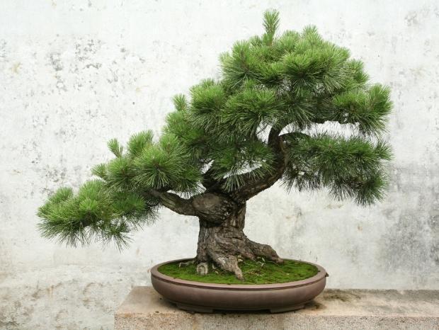 drzewko bonsai