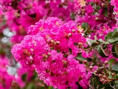 Lagerstroemia CORAL FILLI