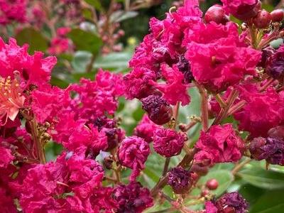 Lagerstroemia CORAL FILLI