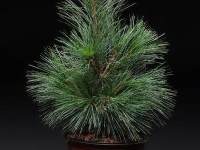 Pinus x schwerinii ‚Wiethorst’